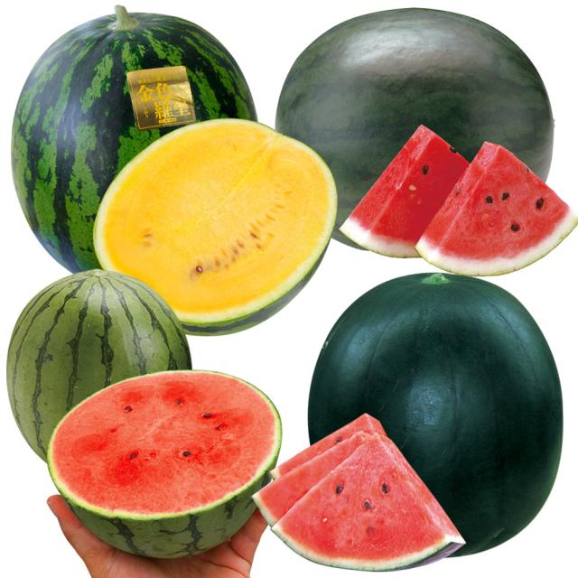 あんあんスイカ接ぎ木苗セット 接木野菜苗 スイカ 接木人気スイカ苗お試しセット 4種4株（送料無料