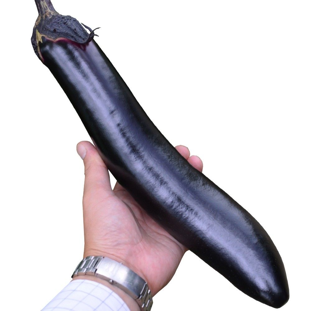 実生野菜苗 ナス F1ふんわりなす 4株 茄子 自根苗 やさいなえ なえ 国