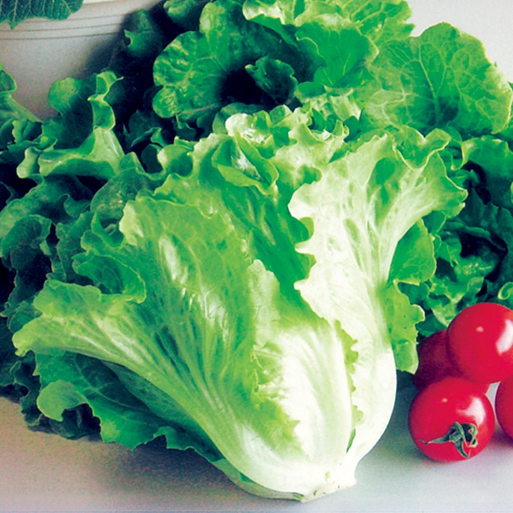 実生野菜苗 レタス サラダレタス 2株 自根苗 やさいなえ なえ 国華園