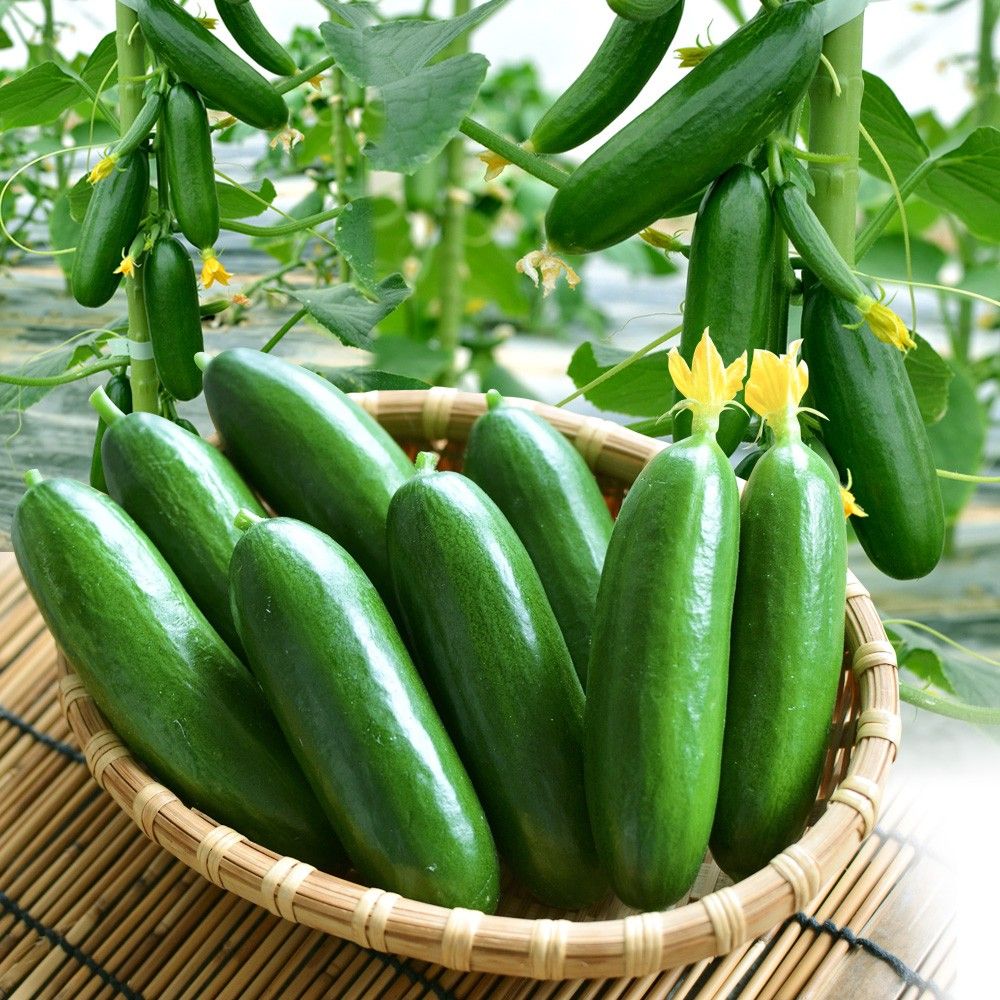 種 野菜たね 大玉トマト ポンテローザ 1袋（1ml） やさいの種 国華園