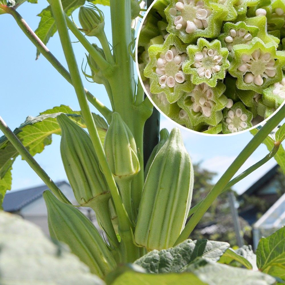 種 野菜たね オクラ ダビデの星 1袋(3ml) : 花と緑 国華園 - 通販