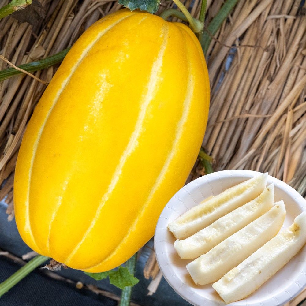 �� ��؂��� �}�N���E�� F1�`�������� 1�܁i5���j �₳���̎� ���؉�