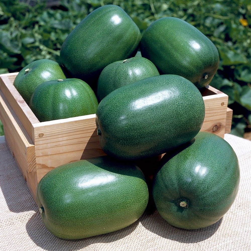 種 冬瓜」の人気商品一覧 | 安い商品を通販サイトから探す - 価格.com