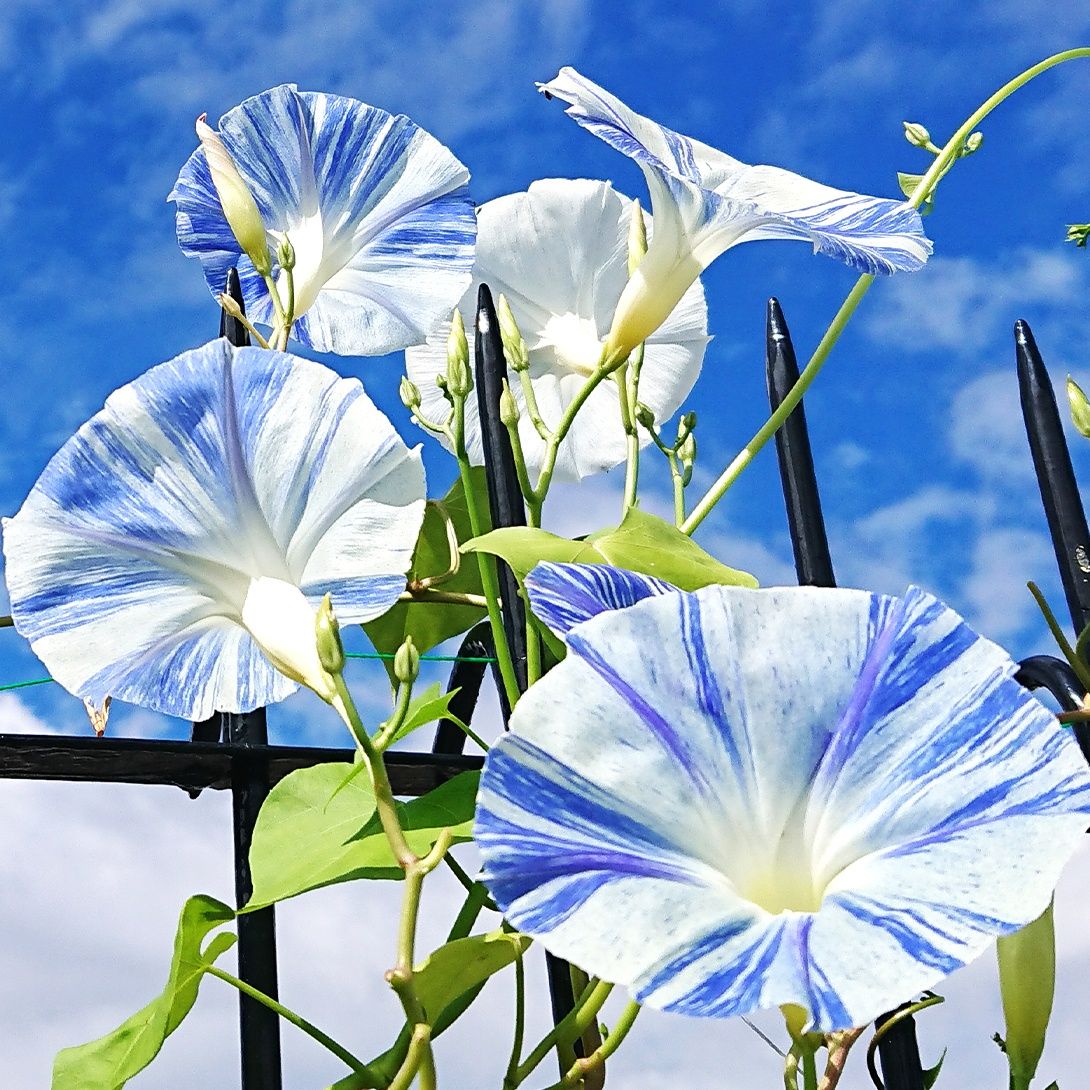 種 花たね大量販売 矮性マリーゴールド畑（フレンチ系) 1袋(10g) : 花