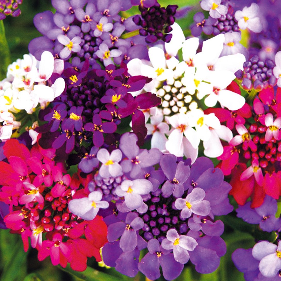 種 花たね イベリスミックス 1袋(1000mg) : 花と緑 国華園 - 通販