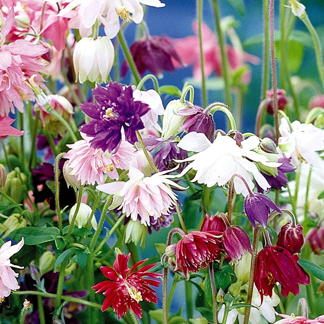 種 花たね 西洋おだまき 八重咲混合 1袋(100mg) : 花と緑 国華園