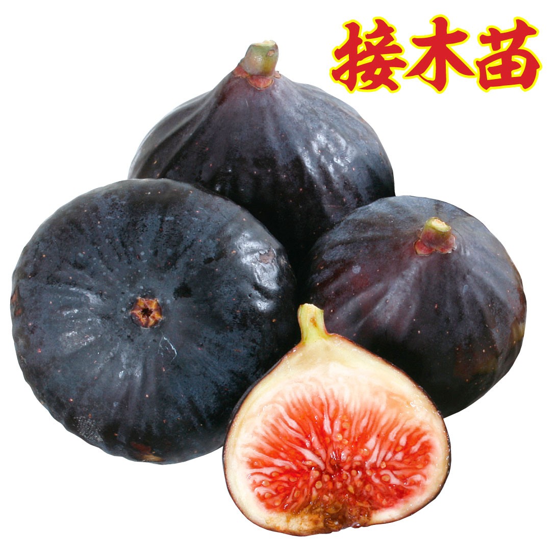 花と緑 国華園 - イチジク苗｜Yahoo!ショッピング