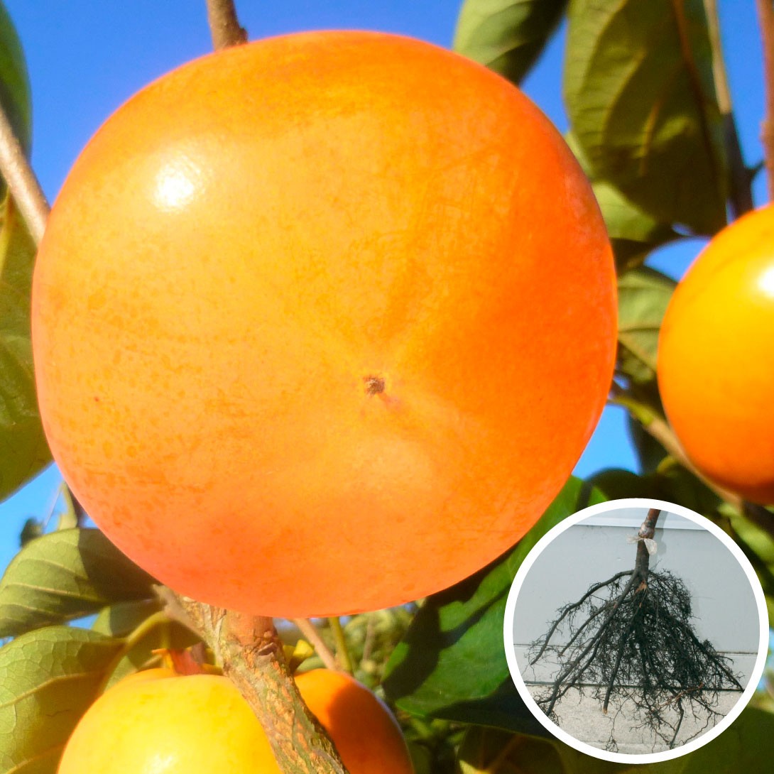 植木 果樹苗 柿」の人気商品一覧 | 安い商品を通販サイトから探す