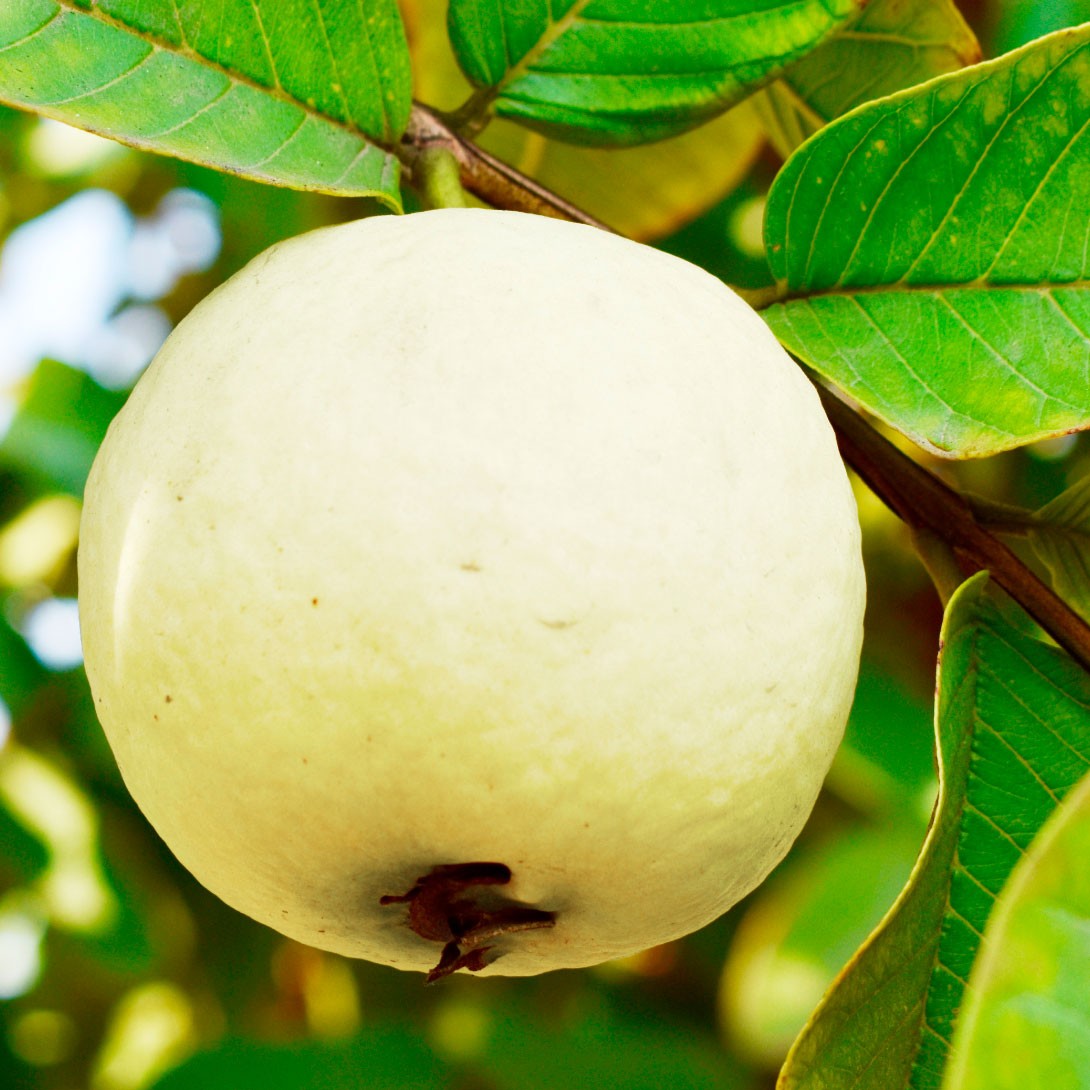 果樹苗 グァバ スイートホワイトグァバ 1株 : 花と緑 国華園 - 通販