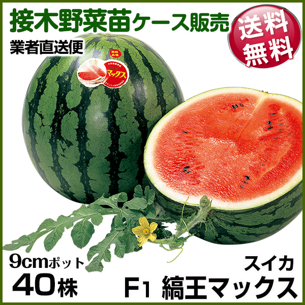 野菜苗ケース販売 スイカ 接木F1縞王マックス  1ケース(40株) 送料無料 /業者直送便 5月発送