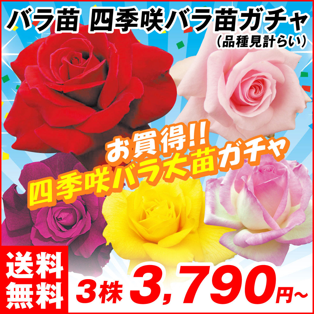 四季咲バラ苗ガチャ