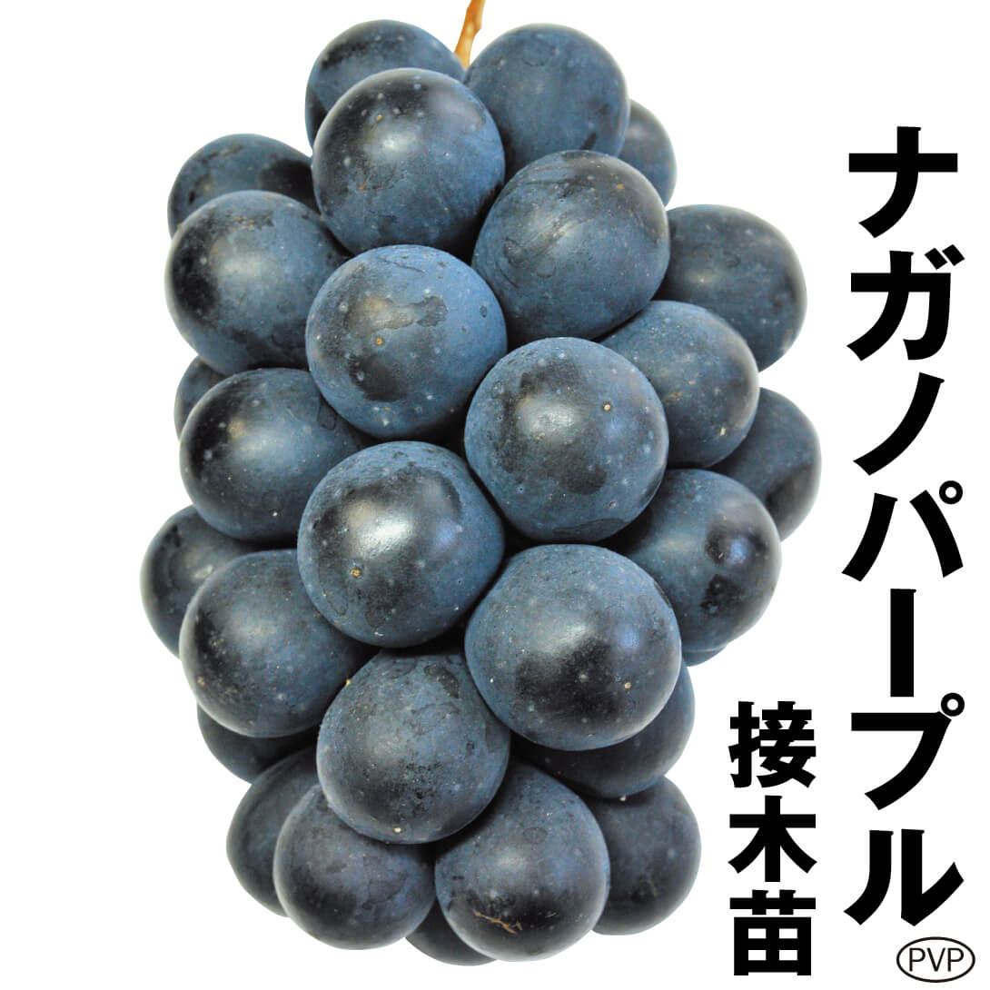 当社の 苗木 ブドウ ナガノパープルPVP 果樹苗 限定セール 1株 接木苗 果樹