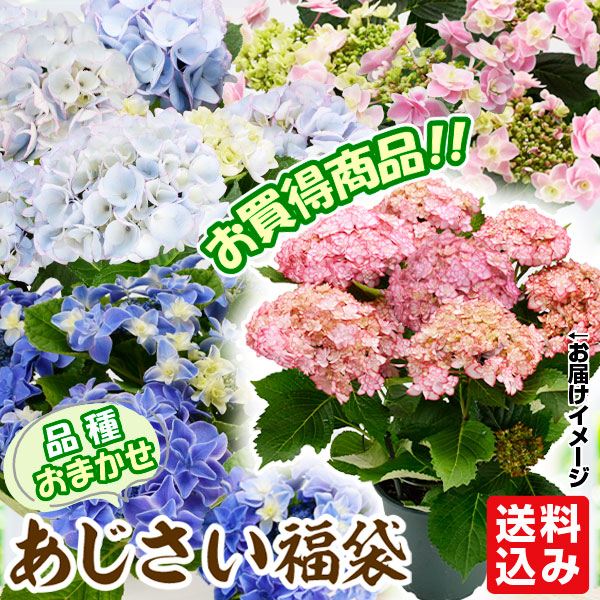 花木苗 アジサイ 鉢花 お買得 紫陽花おまかせ福袋 (花色見計らい 名称