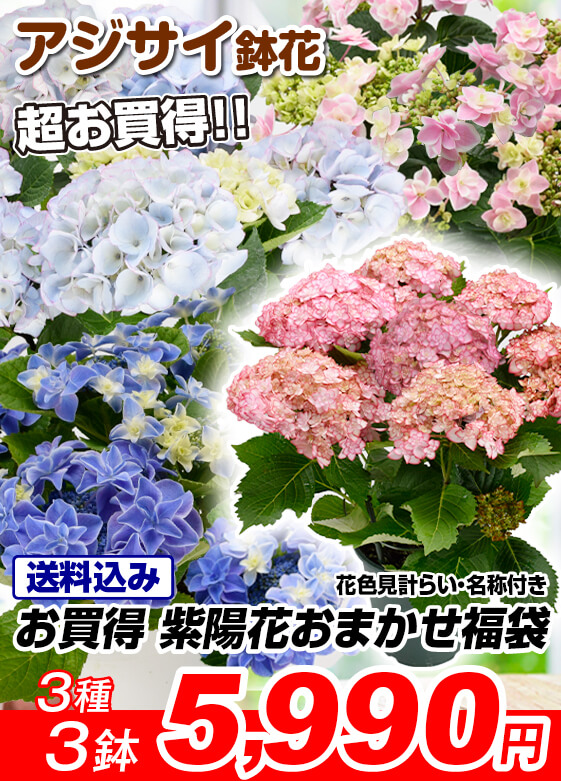 紫陽花
