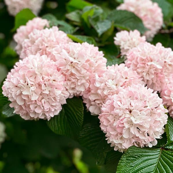 4/26写真追加　オオデマリ　蕾たっぷり　白花　大手毬　株立ち　鉢植えにも　2 オオデマリ 蕾たっぷり 白花 大手毬 株立ち 鉢植えにも 2 落葉樹