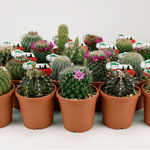 サボテン 花付きおまかせセット 5種5株 : 花と緑 国華園 - 通販 サボテン 花付きおまかせセット 5種5株 : 花と緑 国華園 - 通販
