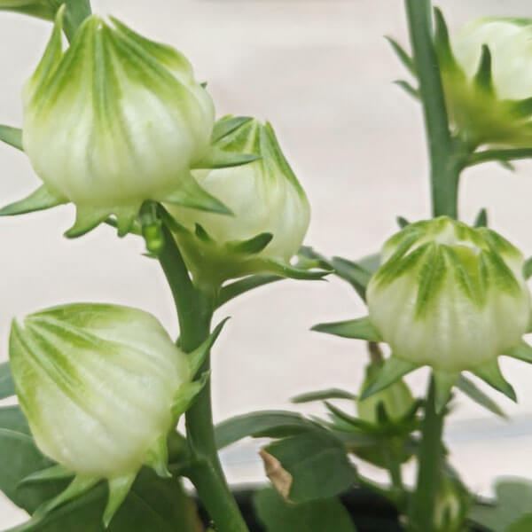国華園 有用植物苗 ローゼル アイボリー 2株 : 花と緑 国華園 - 通販