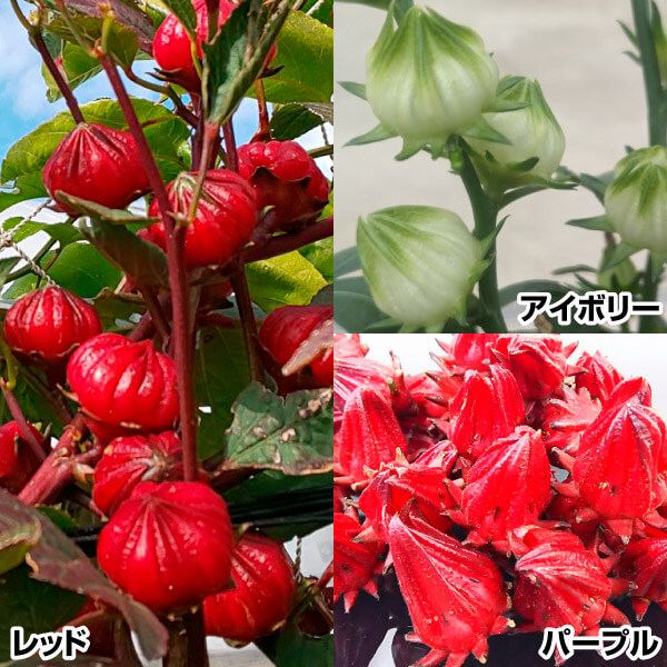 果樹苗 大株ラズベリー ウルトララズベリー超大王 1株 (HARA-Rasp品種