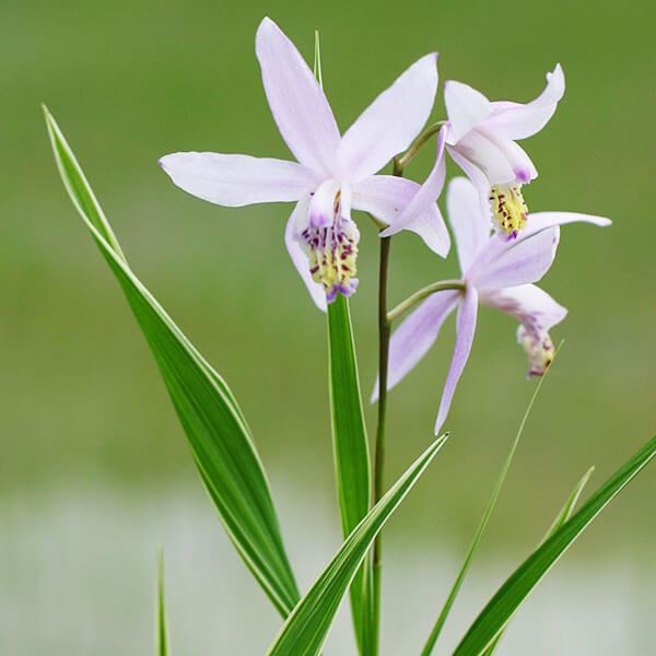 ラン・山野草 白覆輪桃花シラン 1株 : 花と緑 国華園 - 通販