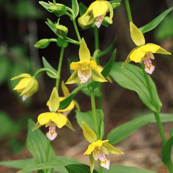 国華園 ラン・山野草 黄花カキラン 1株 : 花と緑 国華園 - 通販
