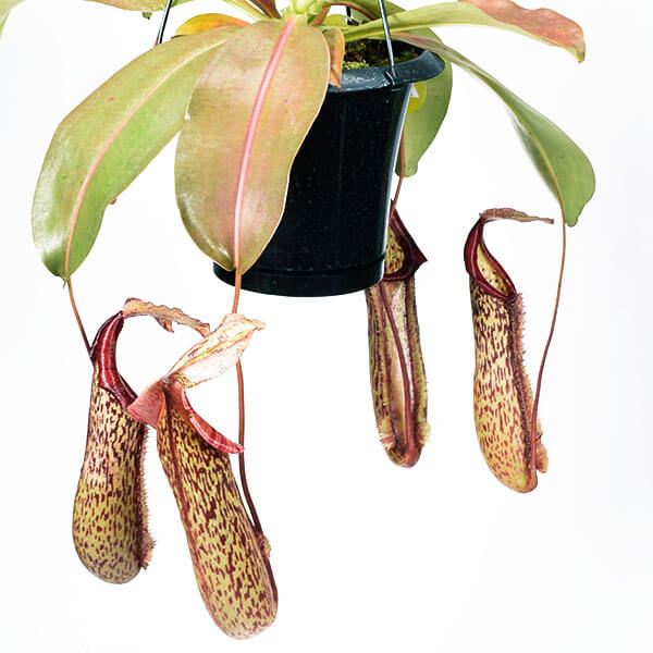 国華園 食虫植物 ネペンテス (ウツボカズラ) ミランダ 1株 : 花と緑 国