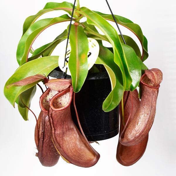 食虫植物 ネペンテス (ウツボカズラ) リンダ 1株 : 花と緑 国