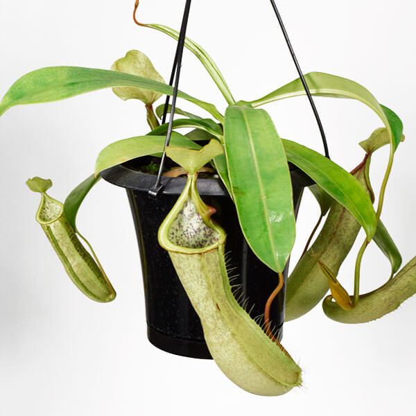 国華園 食虫植物 ネペンテス (ウツボカズラ) ルイーザ 1株 : 花と緑 国