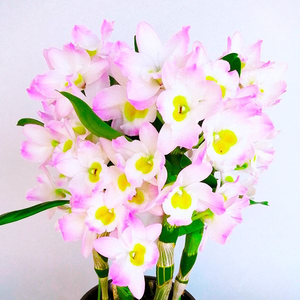 洋蘭苗 デンドロビウム リセ PVP 1株 デンドロビューム デンドロ 洋