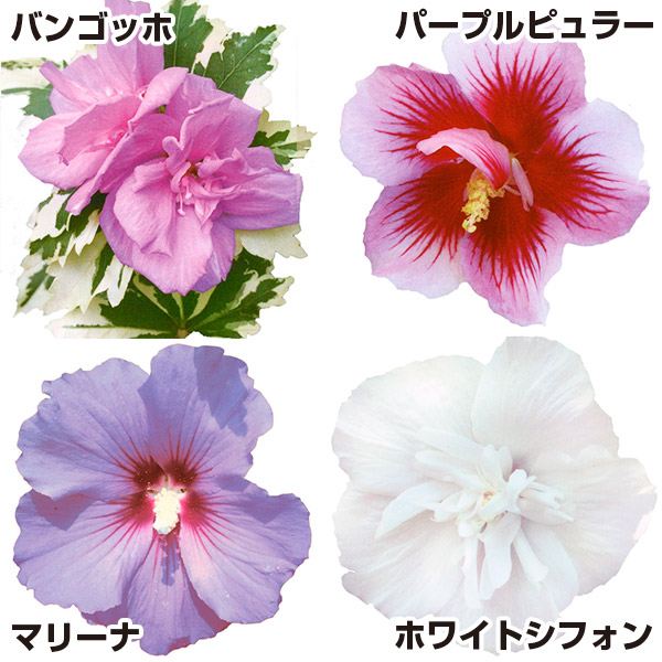 ⭐️豪華シャクヤク3種類セット Amazon.co.jp: 選べる「 シャクヤク (芍薬) ポット苗 」12cm