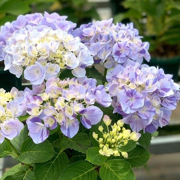 紫陽花 スプラッシュ 抜き苗② 紫陽花 スプラッシュ 抜き苗②