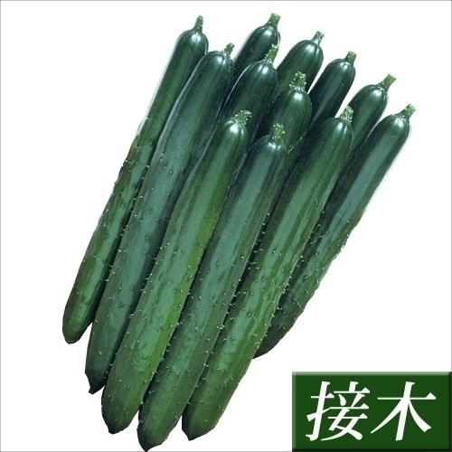 接木野菜苗 キュウリ 接木F1夏すずみR 8株 胡瓜 やさいの苗 やさいのなえ 国華園 |  | 03