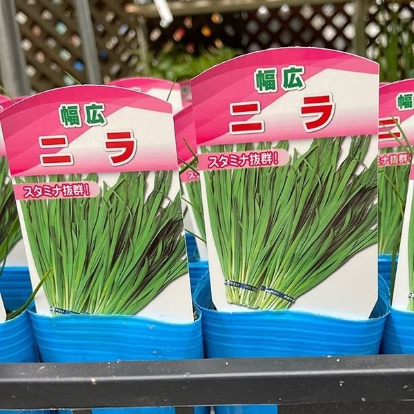 茶吉さんの専用ニラ苗 50本 家庭菜園 茶吉さんの専用ニラ苗 50本 家庭菜園 ニラ 苗」の人気商品