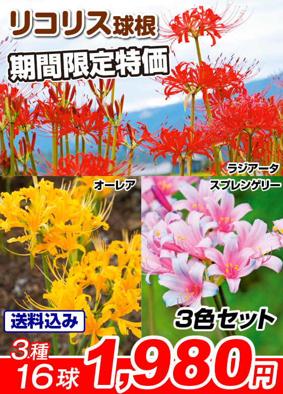 定番リコリス