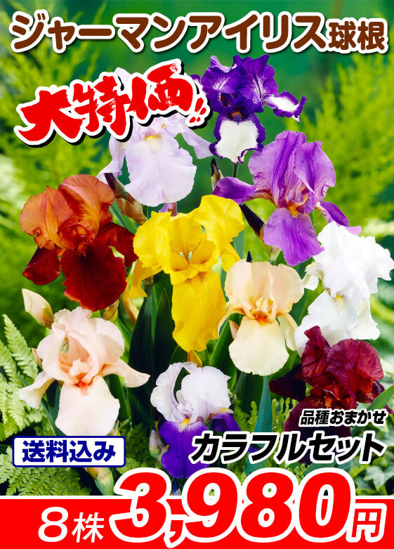 ジャーマンアイリス