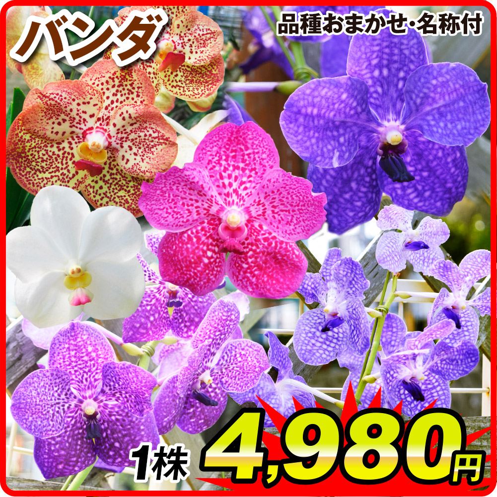 ラン苗 バンダ 品種おまかせ (名称付) 1株 : 花と緑 国華園 - 通販