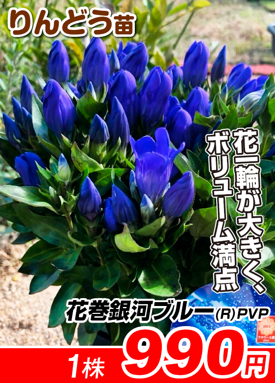 りんどう