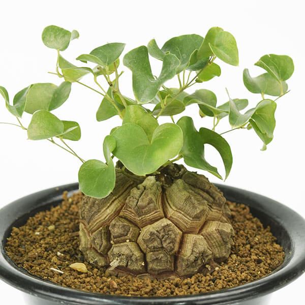 優良株 【亀甲竜】 塊根植物 鉢ごと発送します ③ 優良株 【亀甲竜】 塊根植物 鉢ごと発送します ③ - メルカリ