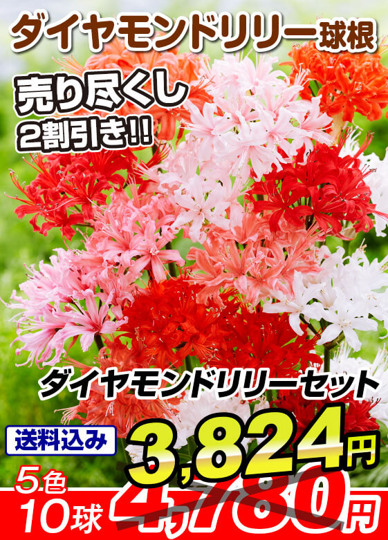 ダイヤモンドリリー