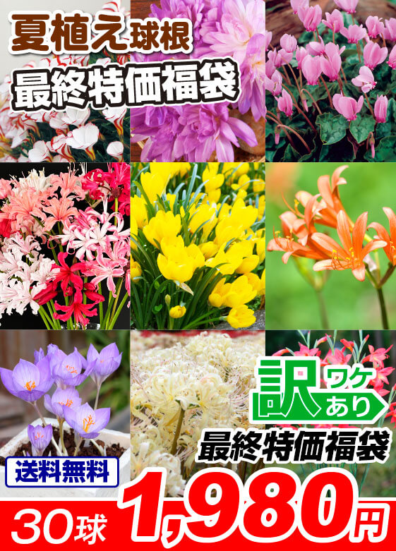 最終特価福袋