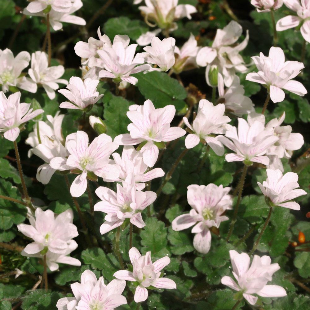 ラン・山野草 白花八重姫フウロソウ 2株 : 花と緑 国華園 - 通販