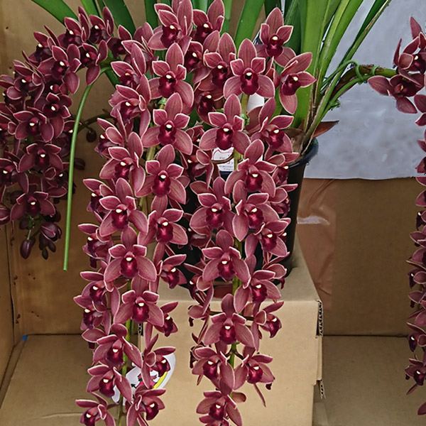 ラン フォアゴットンフルーツ 開花見込み株 1株 : 花と緑 国華園