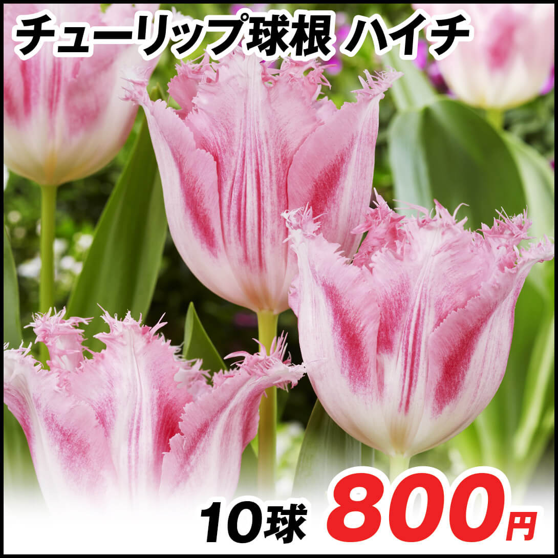 ハイチ