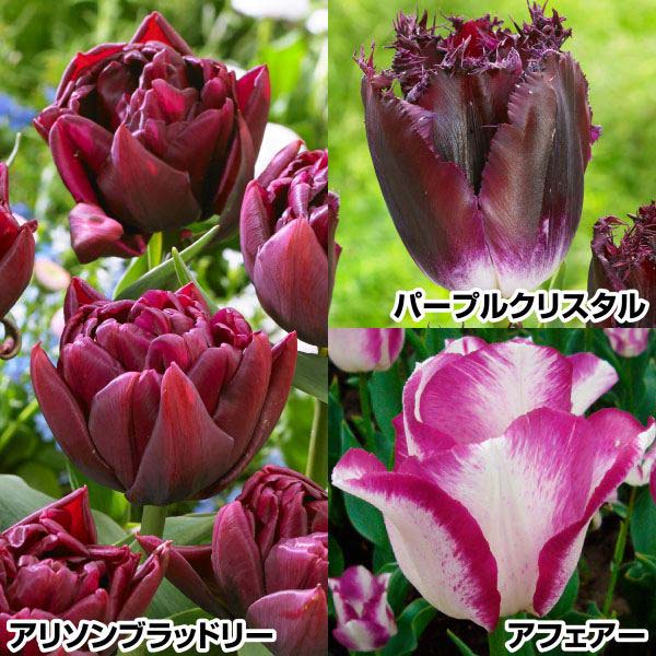 チューリップ 球根 紫・紫・紫セット 3種30球(各10球) / チューリップ