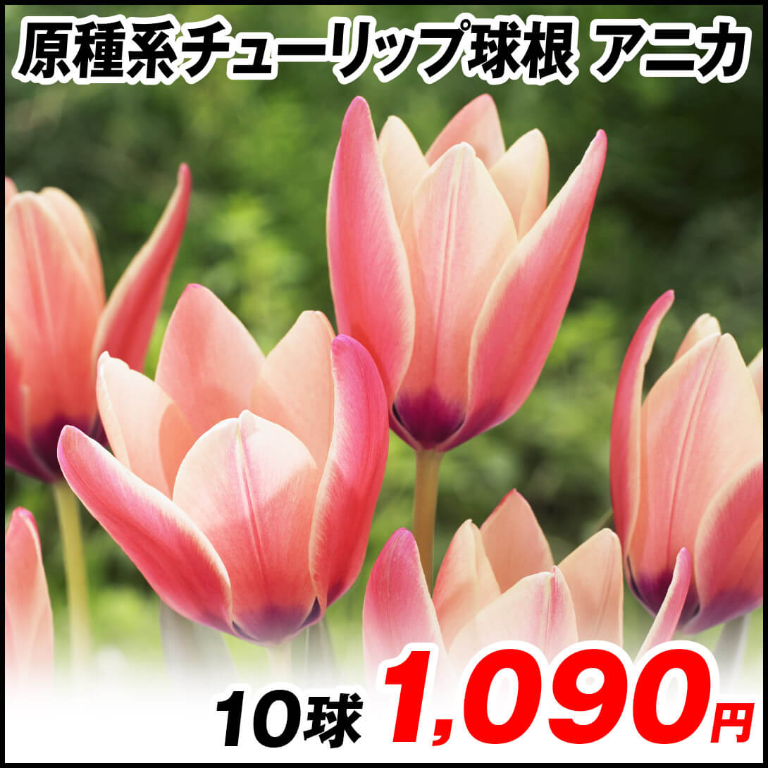 アニカ
