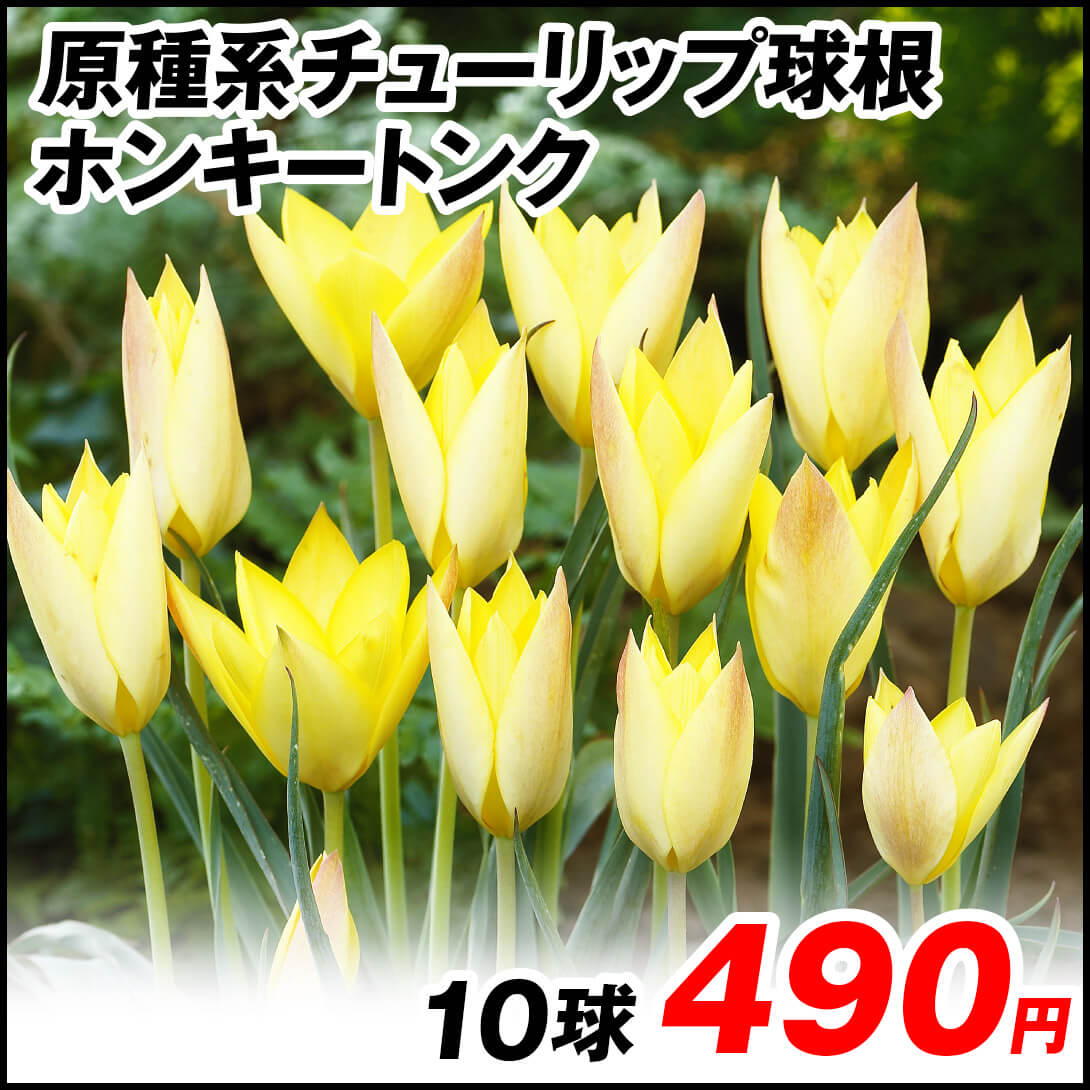 ホンキートンク