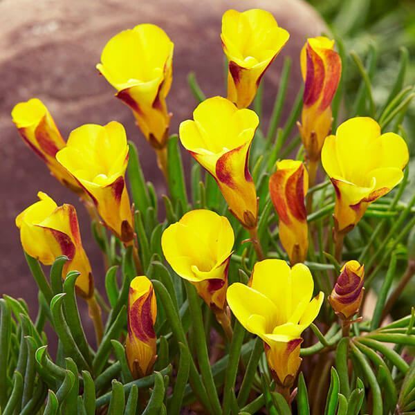 オキザリス 球根 ゴールデンケープ 5球 オキザリスの球根 夏植え球根