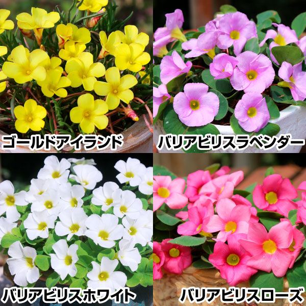 オキザリス 球根 4色セット 4色40球 オキザリスの球根 夏植え球根 : 花