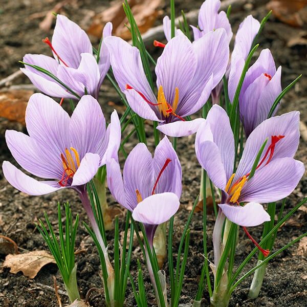 夏植え球根 オキザリス ゴールデンケープ 5球 爆買 : 花と緑 国華園