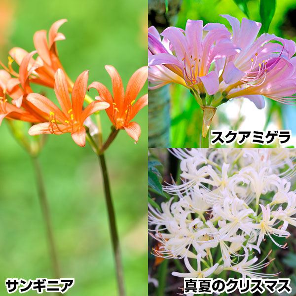 リコリス 球根 おすすめセット 3種9球 リコリスの球根 夏植え球根 : 花