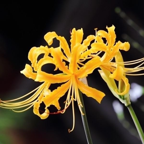 リコリス 球根 オーレア 6球 リコリスの球根 夏植え球根 : 花と緑 国